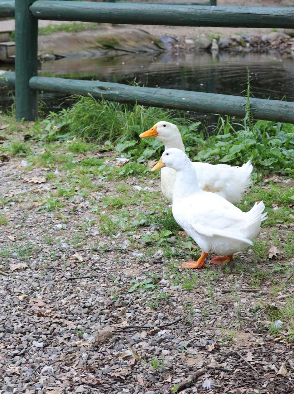 Friendly Ducks